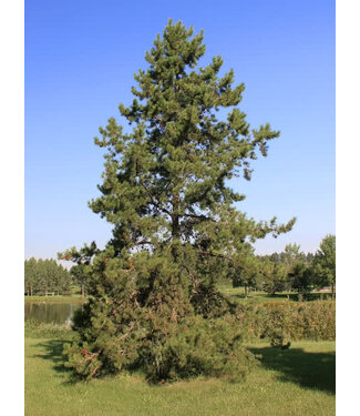 Livingstone Lodgepole Pine - #1