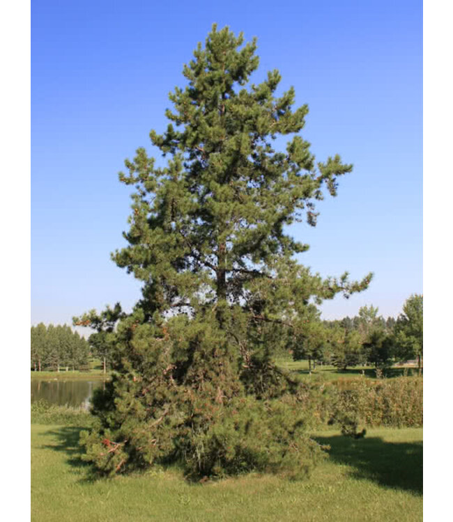 Lodgepole Pine - #1