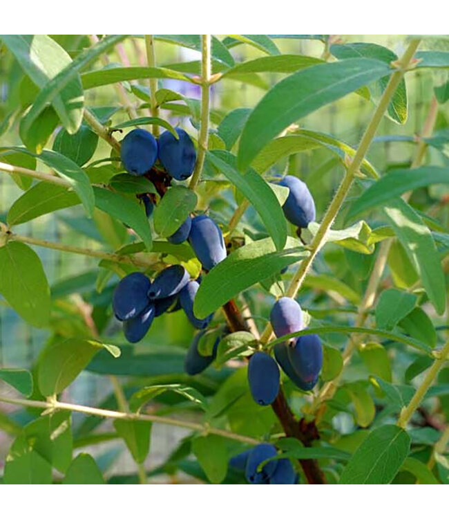 Borealis Honeyberry  (Lonicera 'Borealis'  (Haskap))