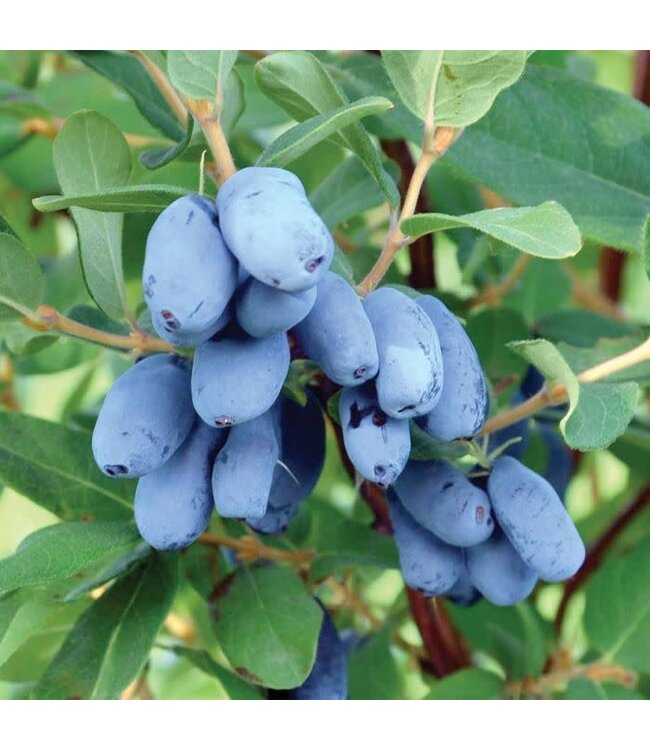 Lonicera caerulea 'Boreal Beast' (Honeyberry) 1gal [1]