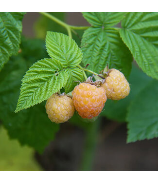 Livingstone Honey Queen Raspberry (Rubus x 'Honey Queen')