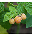 Honey Queen Raspberry (Rubus x 'Honey Queen')