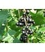 Ben Nevis Black Currant (Ribes nigrum 'Ben Nevis')