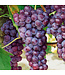 Bluebell Grape (Vitis x 'Bluebell')