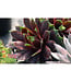 ChickCharms Series  Hens and Chicks (Sempervivum x ChickCharms)