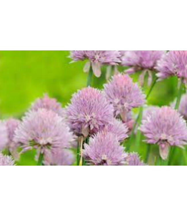 Allium schoenoprasum (Garden Chives) 4.5in [1]