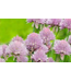 Allium schoenoprasum (Garden Chives) 4.5in [1]