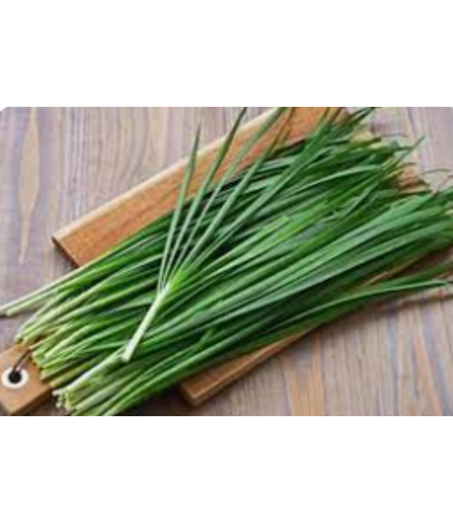 Allium schoenoprasum (Garden Chives) 4.5in [1]