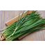 Allium schoenoprasum (Garden Chives) 4.5in [1]