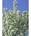 Starlite Flowering Crabapple (Malus x 'Starlite')