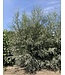 Silky White Willow (Salix alba 'Sericea')
