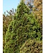 Holmstrup Cedar (Thuja occidentalis 'Holmstrup')