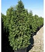 Dark Green Cedar (Thuja occidentalis 'Nigra')