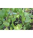 Ben Nevis Black Currant (Ribes nigrum 'Ben Nevis')