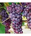 Bluebell Grape (Vitis x 'Bluebell')