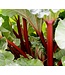Canada Red Rhubarb (Rheum rhubarbarum 'Canada Red')