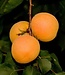 Debbie's Gold Apricot (Prunus x 'Debbie's Gold')