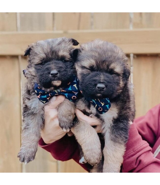 Pet Bow Ties