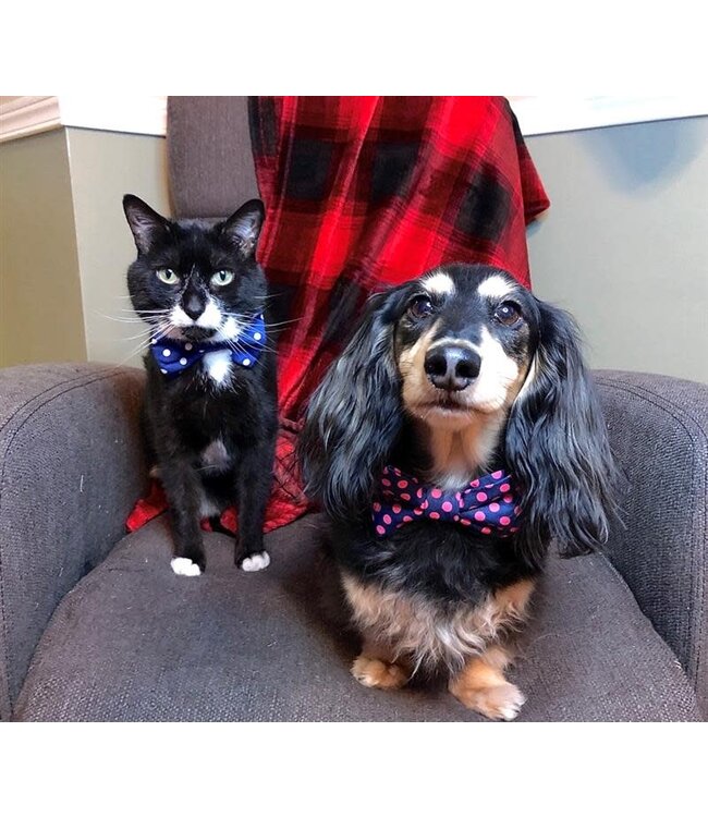 Pet Bow Ties