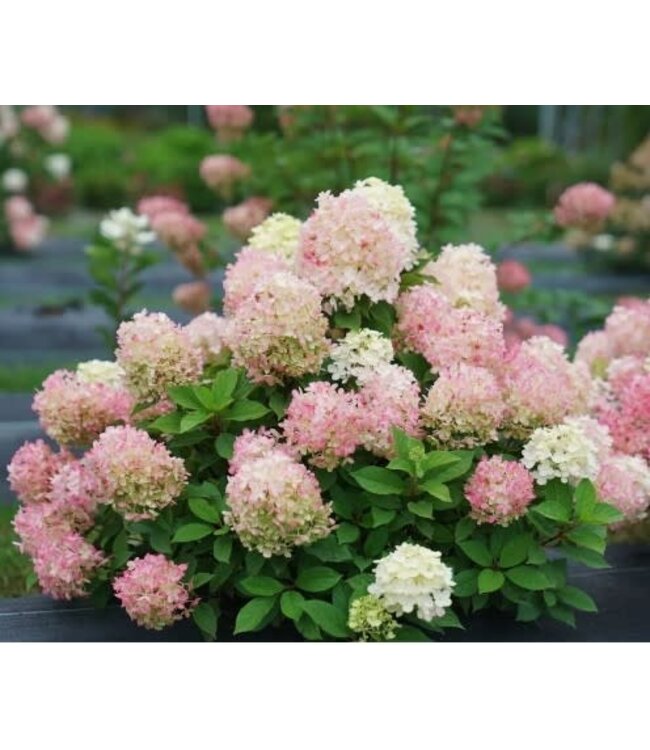 Hydrangea paniculata 'SMNHPK' (Fire Light Tidbit®) 2gal [1]