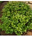 Compact American Cranberry  (Viburnum trilobum 'Compactum')