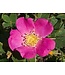 Wild (Woods) Rose (Rosa woodsii)