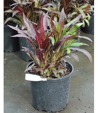 Lobelia Queen Victoria 5in [5]