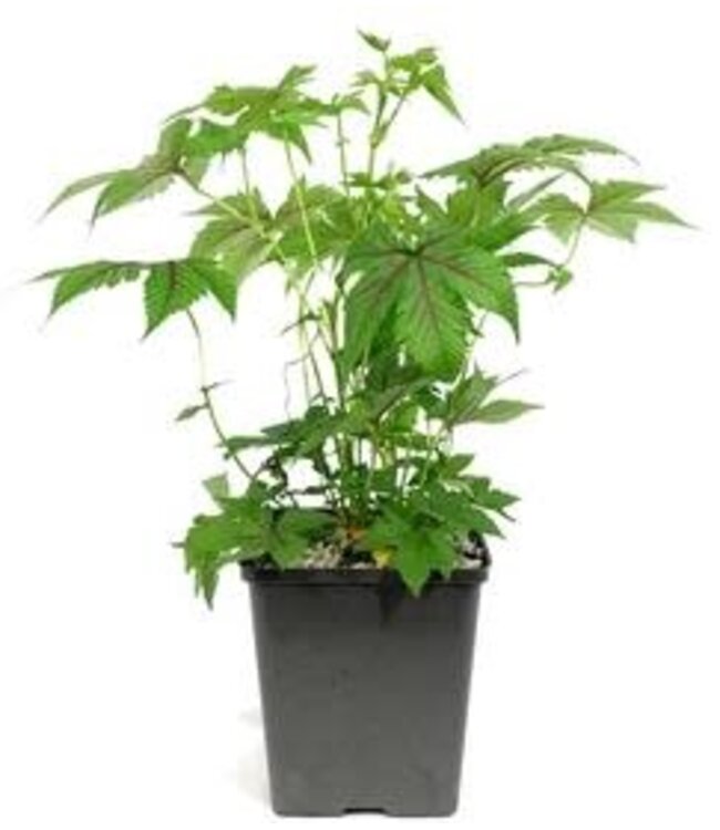 Filipendula 'Red Umbrellas' (Meadowsweet) 1gal [1]
