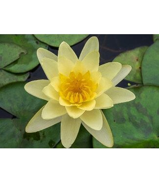 Harder Water Lily (Nymph Yel.Chromatella) 5in [5]