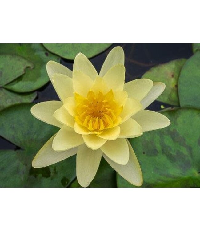 Harder Water Lily (Nymph Yel.Chromatella) 5in [5]