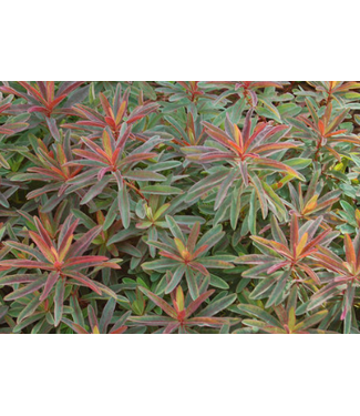 Livingstone (Euphorbia polychroma 'Bonfire') Bonfire Cushion Spurge - 3.5" [1]