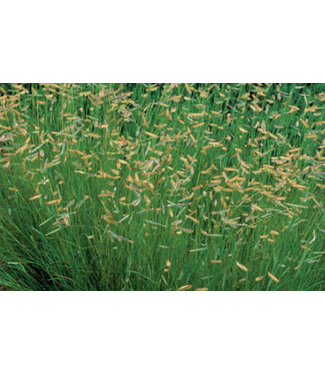 Livingstone Blonde Ambition Blue Grama Grass (Bouteloua gracilis 'Blonde Ambition')