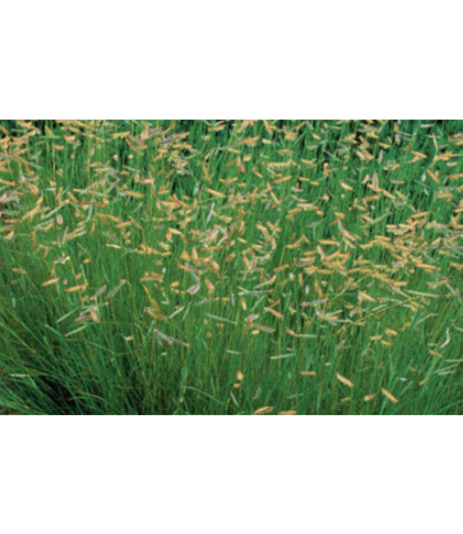 Blonde Ambition Blue Grama Grass (Bouteloua gracilis 'Blonde Ambition')