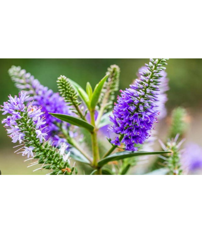 Blue Bomb Speedwell (Veronica x 'Blue Bomb') Livingstone Outdoor