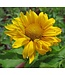 Summer Sun False Sunflower (Heliopsis helianthoides 'Summer Sun')