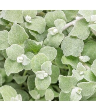 Livingstone Helichrysum petiolare 'Petite Licorice' (®) 4.5in [1]