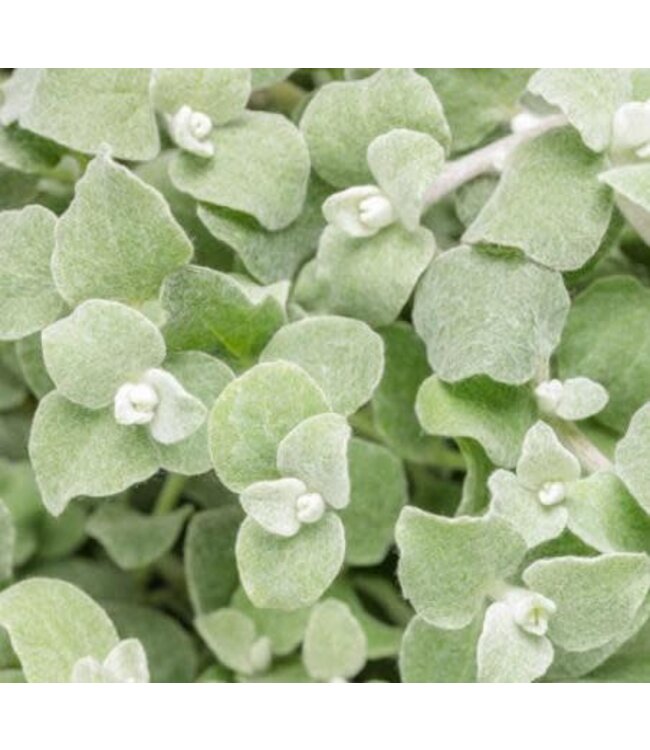 Helichrysum petiolare 'Petite Licorice' (®) 4.5in [1]