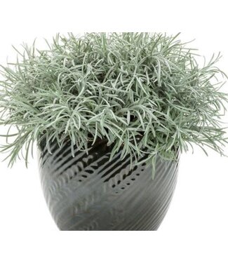 Livingstone Helichrysum thianschanicum 'Icicles Licorice'' 4.5in [1]