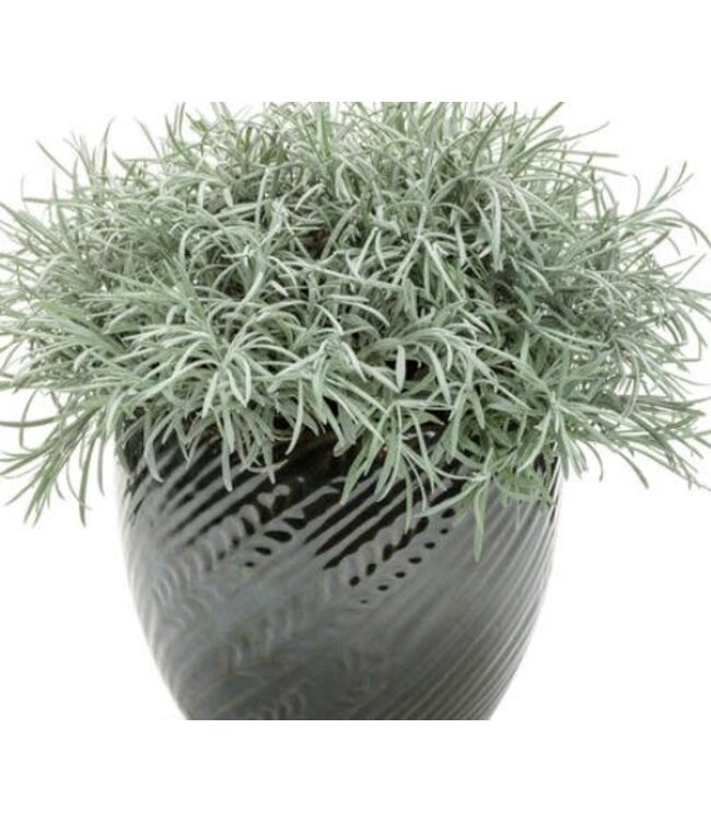 Helichrysum thianschanicum 'Icicles Licorice'' 4.5in [1]