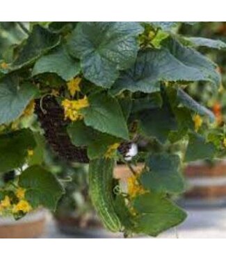 Livingstone Cucumber (Petipikel) 4in [10]