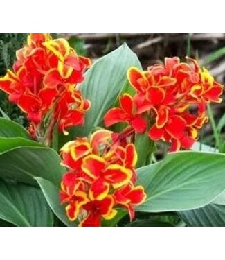 Livingstone Canna Cannova® 'Red Golden Flame' 1gal [1]