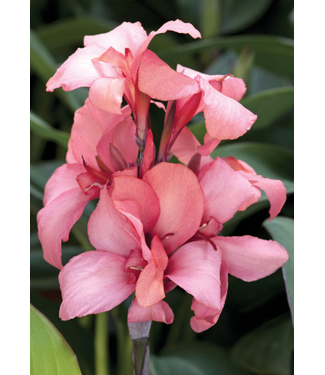 Livingstone (Canna 'Cannova Bronze Peach') Cannova Bronze Peach Canna - Annual - #1 [1]