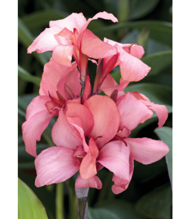 Canna Cannova® 'Bronze Peach' 1gal [1]