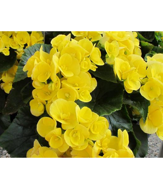 Livingstone Begonia x hiemalis (Blitz) 4.5in [1]