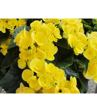 Livingstone (Begonia x hiemalis 'Blitz') Blitz Begonia - Annual - 4.5" [1]