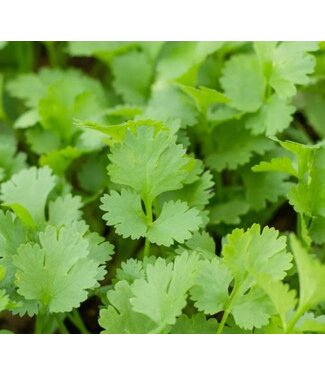 Livingstone Cilantro (Calypso) 4in [2]
