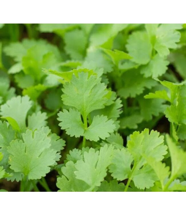 Cilantro (Calypso) 4in [2]