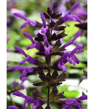 Livingstone (Salvia guaranitica) Purple & Bloom Salvia - 11cm / 4in [2]