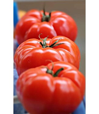 Livingstone Tomato - Big Beef Plus (Beefsteak) - 11cm / 4" [2]