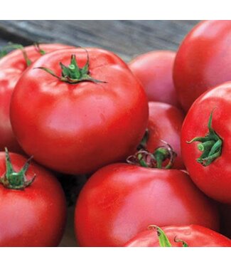 Livingstone Tomato (Better Boy Plus Slicer) 4in [2]